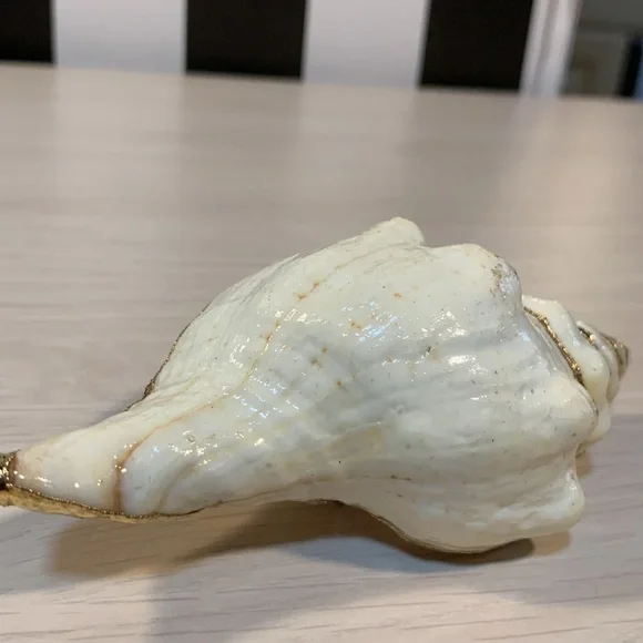 Vintage 1970s Real Shell Belt Buckle Ivory & Gold Nautical Coastal Beach Vibe - Picture 8 of 17